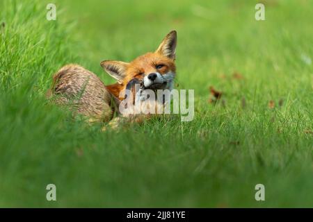 Red fox Vulpes vulpes, male sleping in graveyard, City of London Cemetry, London, UK, September Stock Photo