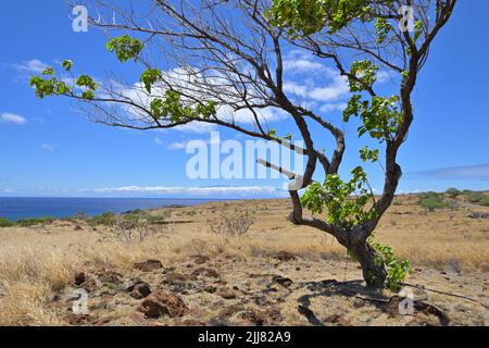 The Lapakahi State Historical Park along the picturesque coastline, north of Kawaihae HI Stock Photo