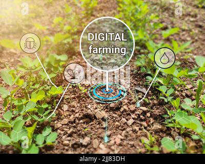 digital farming word in center of the plants. digital water, insect and plant icon concept for new invention in agriculture. Stock Photo