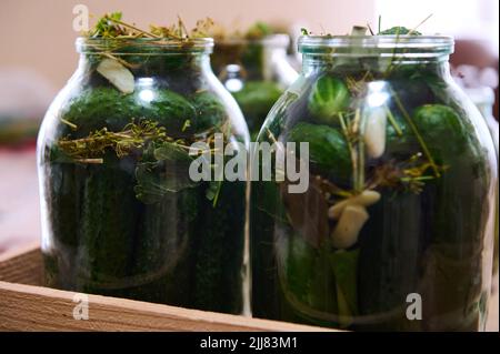 Salted marinated cucumbers preserved in a glass jar. Pickled homemade cucumbers with fresh dill. Autumn canning of vegetables. Healthy organic ferment Stock Photo