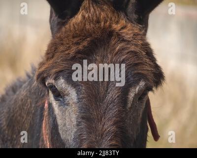 Cute brown donkey on a meadow Stock Photo