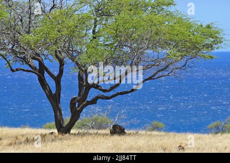 The Lapakahi State Historical Park along the picturesque coastline, north of Kawaihae HI Stock Photo