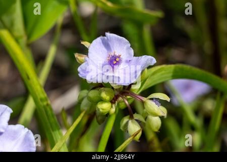 Tradescantia andersoniana group 'Little Doll' a summer flowering plant with a blue purple summertime flower commonly known as spider lily, stock photo Stock Photo