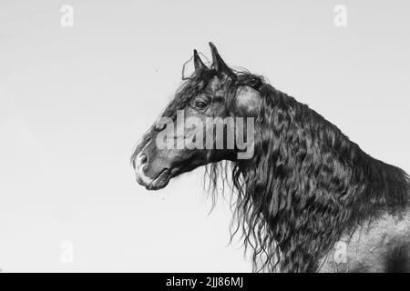 Beautiful andalusian stallion portrait in black and white Stock Photo