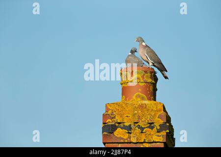 Common wood pigeon Columba palumbus, pair, perched on lichen covered chimney pot, Weston-Super-Mare, Somerset, UK, March Stock Photo