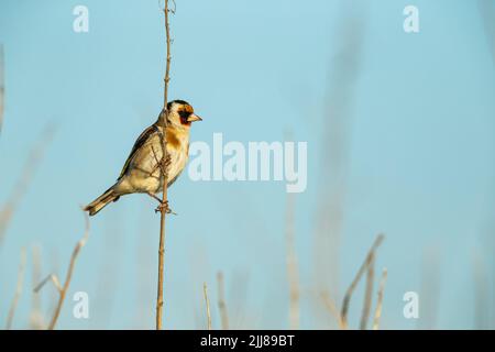 European goldfinch Carduelis carduelis, adult, perched on stem, Weston-Super-Mare, Somerset, UK, May Stock Photo