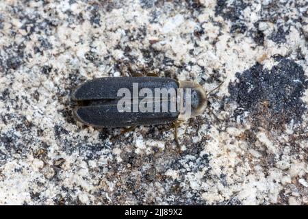 Common glow-worm Lampyris noctiluca, adult male at rest, Weston-Super-Mare, Somerset, UK, July Stock Photo