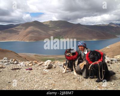 Tibetan mastiff dog at 5000 m, in Tibet Stock Photo