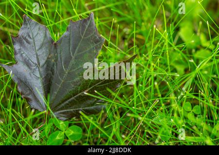 Dark leaf fallen from maple tree on green grass Stock Photo