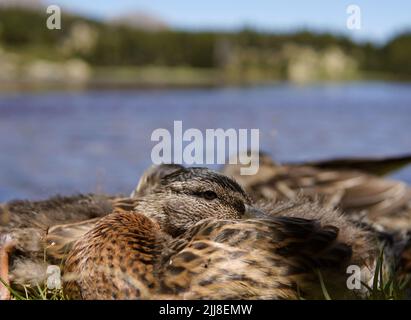 Some ducks in the foreground and a lake with mountains behind Stock Photo