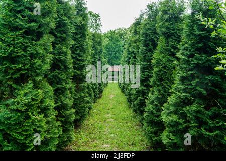 The alley in the park is lined with green thuja on both sides. Stock Photo