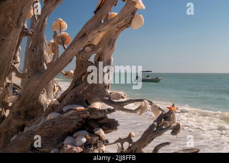 Melaleuca trees on Lovers Key Beach decorated by clams and seashells seascape Stock Photo