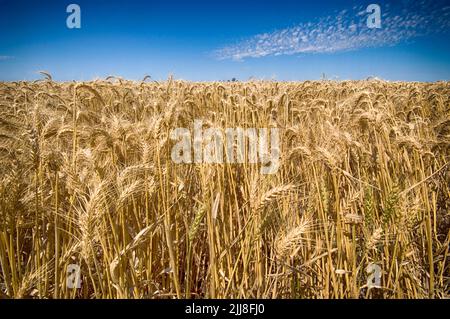 Ripening wheat, central New South Wales, Australia Stock Photo