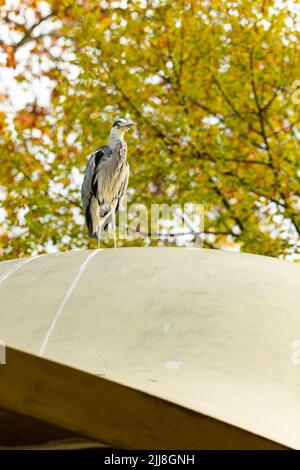 Grey heron Ardea cinerea, perched on roof outside café, Hyde Park, London, UK, November Stock Photo