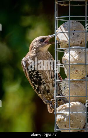 A starling eating suet balls from a garden bird feeder Stock Photo