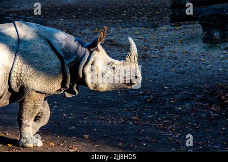 Greatndian rhinoceros (Rhinoceros unicornis) one-horned rhino native animal to the Indian subcontinent Stock Photo