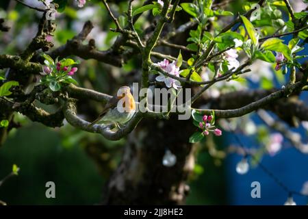 A robin perched on an applw tree in springtime Stock Photo