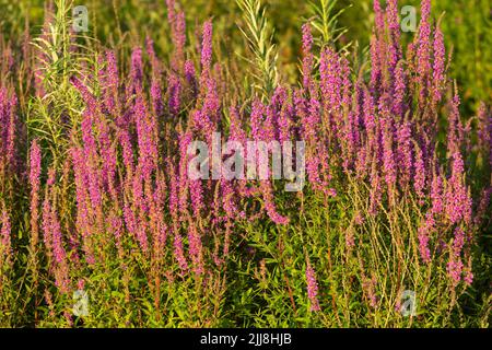 Purple loosestrife Lythrum salicaria, flowering, Langford Lakes, Wiltshire, UK, July Stock Photo