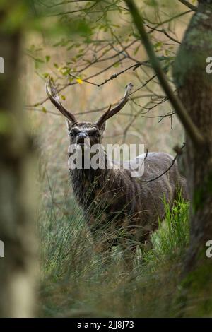 Sika deer Cervus nippon, adult male, in woodland setting, Arne RSPB Reserve, Dorset, UK, September Stock Photo