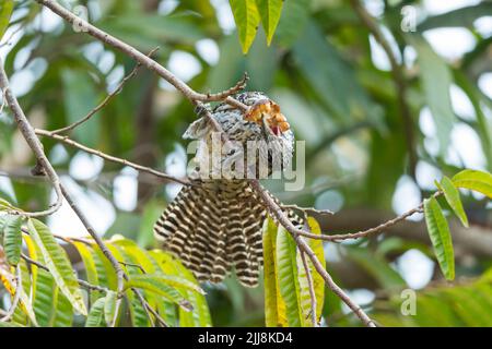 Asian koel Eudynamys scolopacea, adult female, feeding on fruits, Padeli, India, January Stock Photo