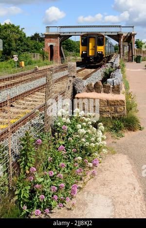 Red valerian growing beside the railway as a local train leaves Dawlish Warren station. Stock Photo