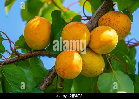 Ripe apricots nt the tree branch. Summer harvest Stock Photo