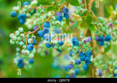 Blueberry harvest in the garden. Lots of ripe blueberries on the branch. Selective focus. Stock Photo