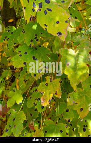 Green leaves of wild grapes are damaged by black spots. Stock Photo