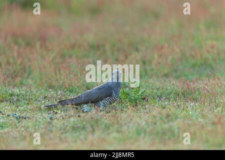 Common cuckoo Cuculus canorus, adult male, on ground, Thursley Common, Surrey, UK, May Stock Photo