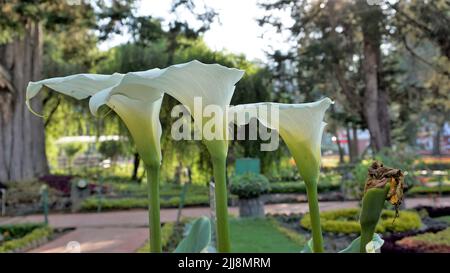 Beautiful white flowers of Zantedeschia aethiopica also known as calla lily. Natural background. Stock Photo