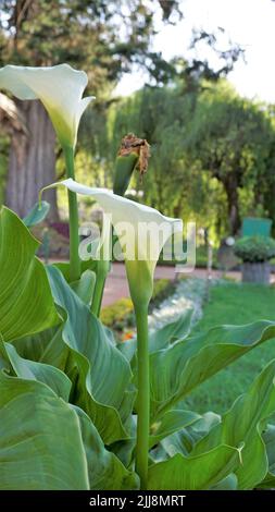 Beautiful white flowers of Zantedeschia aethiopica also known as calla lily. Natural background. Stock Photo