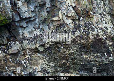 Common guillemot Uria aalge, colony on cliffs, Skomer, Pembrokeshire, UK, June Stock Photo