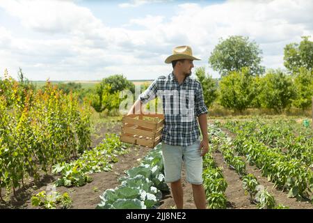 farmer man in a hat standing proud in front of garden landscape holding wooden box - agriculture. farmer preparing to harvest Stock Photo