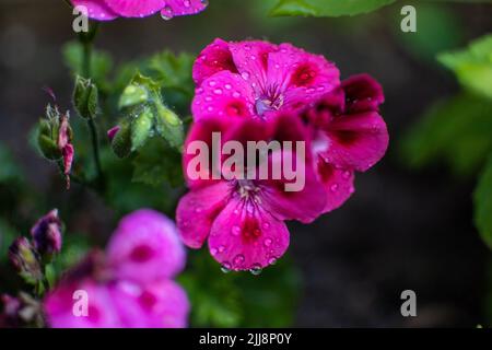 A bunch of beautiful purple geranium flowers with dewdrops in a garden Stock Photo