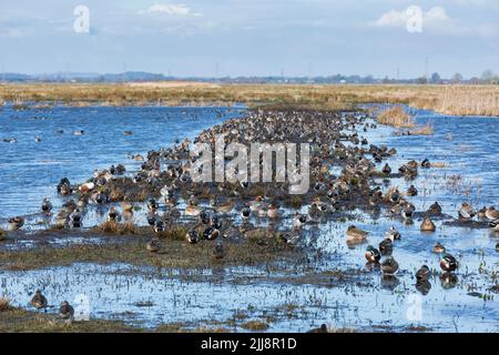 Landscape view of mixed waterfowl flocks on flooded fields, Greylake RSPB Reserve, Somerset, UK, February Stock Photo