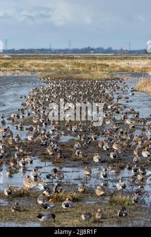 Landscape view of mixed waterfowl flocks on flooded fields, Greylake RSPB Reserve, Somerset, UK, February Stock Photo