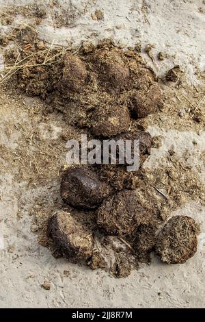 rhino dung in Etosha, Namibia. Stock Photo