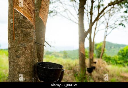 Rubber tapping in rubber tree garden. Natural latex extracted from para rubber plant. Rubber tree plantation. The milky liquid or latex oozes Stock Photo