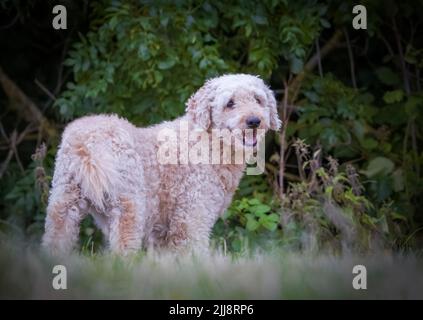 A beautiful, elegant beige coloured Labradoodle dog, stood in a grassy field Stock Photo