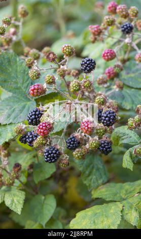 A bunch of Blackberries, ripening on a Bramble plant in Lancashire, UK Stock Photo