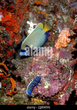 Emperor Angelfishes (Pomacanthus imperator.). An unique photo of an adult and a juvenile specimen swimming together , Kuredu Island, the Maldives. Stock Photo