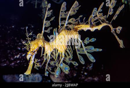 Leafy Sea Dragon (Phycodurus eques). Stock Photo