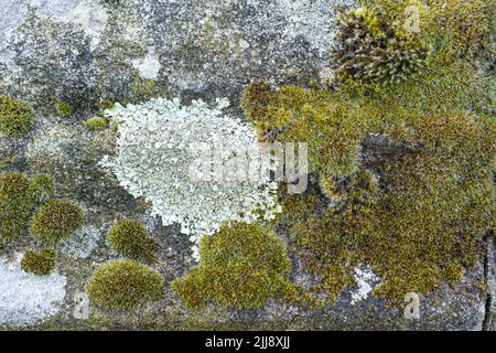 An old gray cracked stone covered with a fungus. Stock Photo