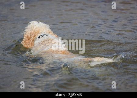 Cavachon Stock Photo