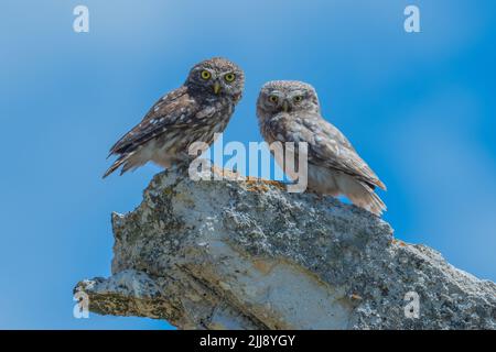 Two Little owl (Athene noctua) perched on concrete. Stock Photo