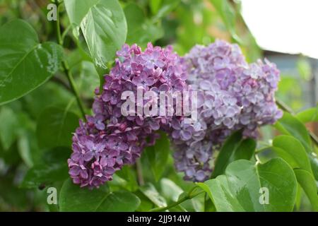 Beautiful branch of lilac against the background of green leaves. Spring lilac flowers in raindrops. Stock Photo