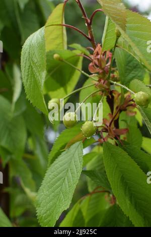 Unripe cherries on branches with leaves in raindrops Stock Photo