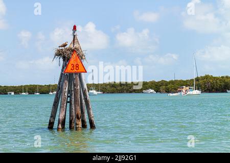 Key Largo Florida,Upper Keys Blackwater Sound Florida Bay water,channel marker osprey nest bird birds of prey,scene in a photo,USA US United States Stock Photo