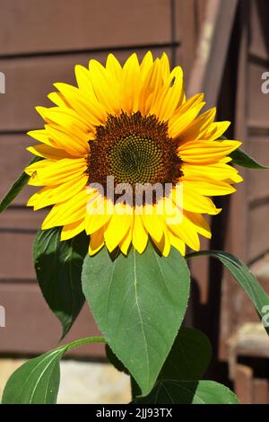A close up of a Sunflower on a warm sunny day in southwestern, Wisconsin, USA Stock Photo