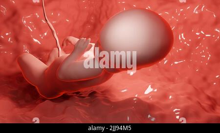 3d rendered medically accurate illustration of a Human fetus inside the womb, Baby Stock Photo